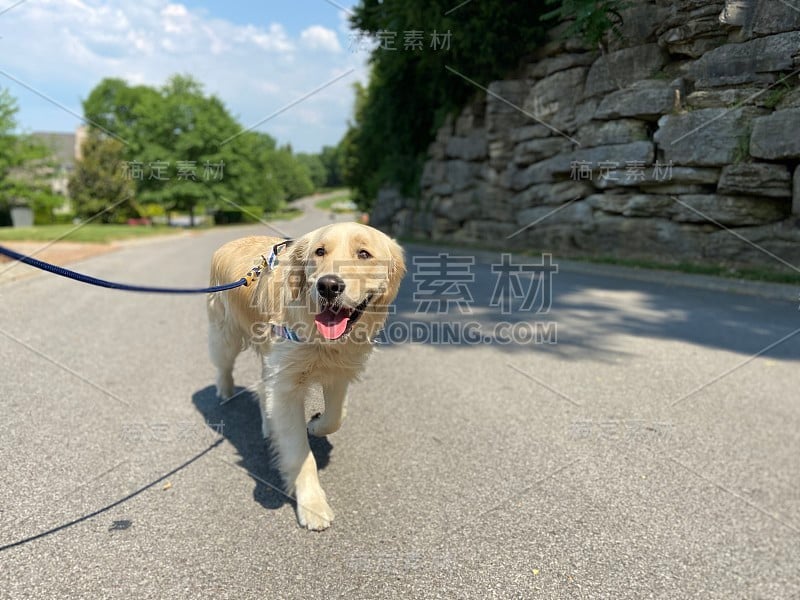 快乐的金毛猎犬在散步