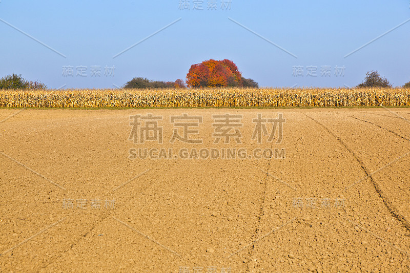 自然全框背景与枯萎的玉米植物