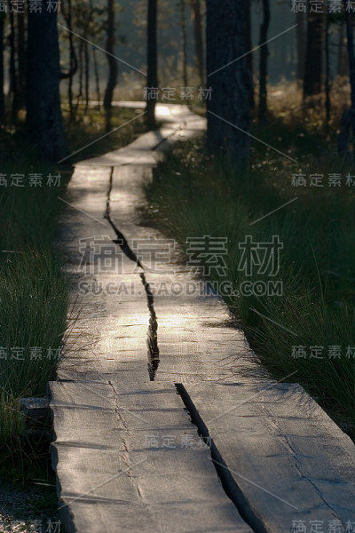 沼泽路2