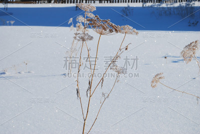 俄罗斯鄂木斯克地区，植物被雪覆盖