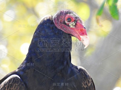 土耳其秃鹫(Cathartes光环)-肖像
