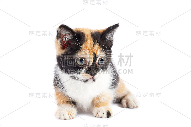 小猫