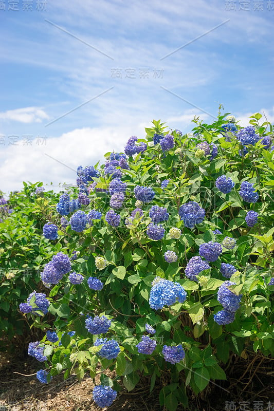 绣球花在花园里