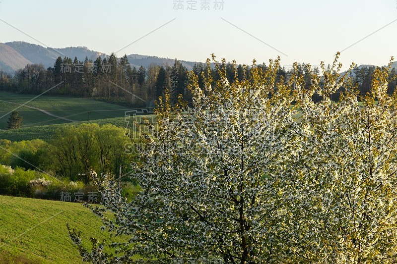 春天树开花。白色盛开的树。