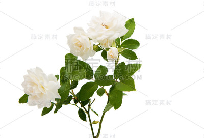 白玫瑰孤立