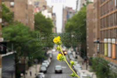 纽约市的一朵黄花