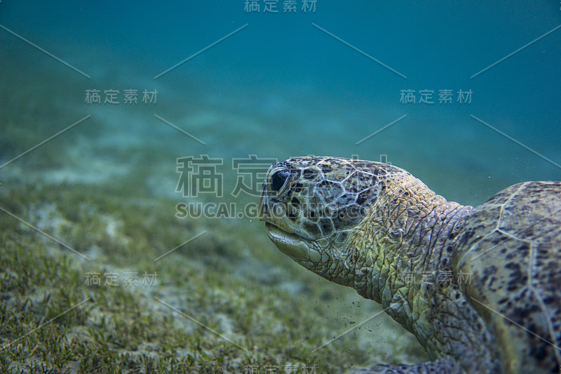 海中的绿海龟(Chelonia Mydas)。头靠近。