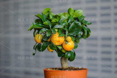 成熟的橙子或橘子挂在树上