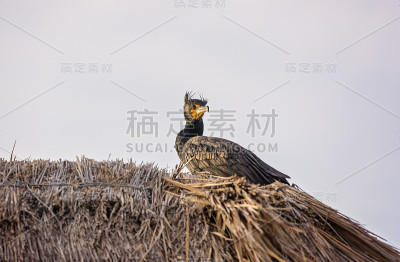 鹈鹕