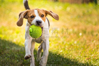 小猎犬跑