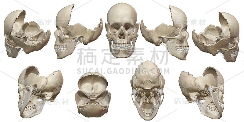 人体解剖学、骨骼和器官。3d渲染，癌症，疼痛和传染病。病毒爆发