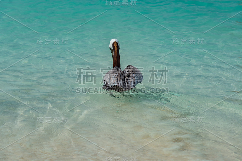 阿鲁巴加勒比岛的全景