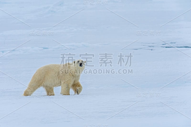 北极熊(Ursus maritimus)是一种原产于北极圈及其周围海域的北极熊。