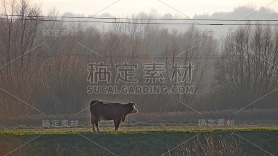 圣牛