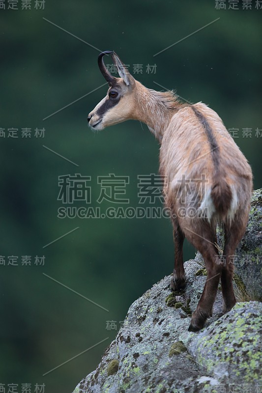 查莫瓦（鲁皮卡普拉鲁皮卡普拉）沃斯盖斯山，法国格姆森沃格森