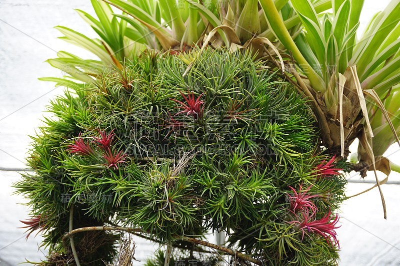 tillandsia