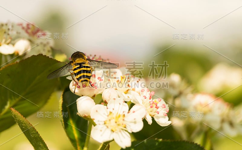 rowanberry(Aronia melanocarpa)的英文: