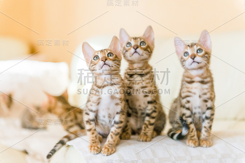 孟加拉小猫坐在房子的沙发上