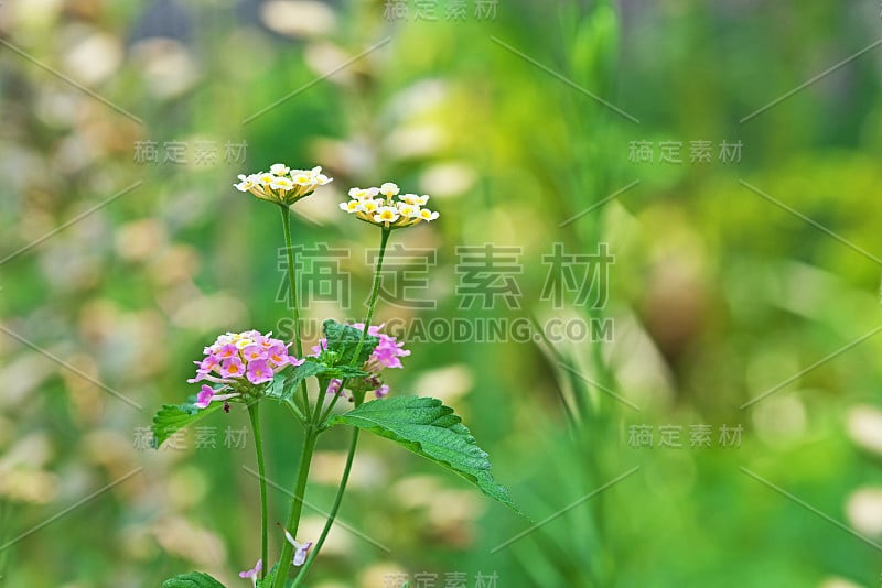 卡马拉Lantana