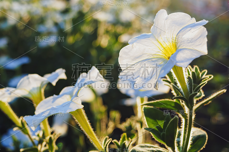 特写白矮牵牛花，选择性聚焦，拷贝空间。