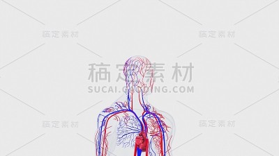从头到脚的人体循环系统解剖，电脑生成。3d渲染血管。科学背景