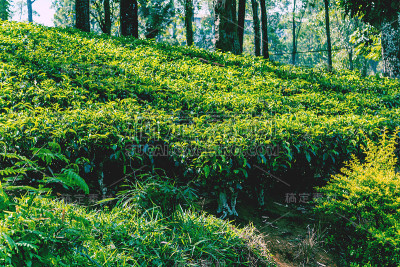 绿茶种植园景观