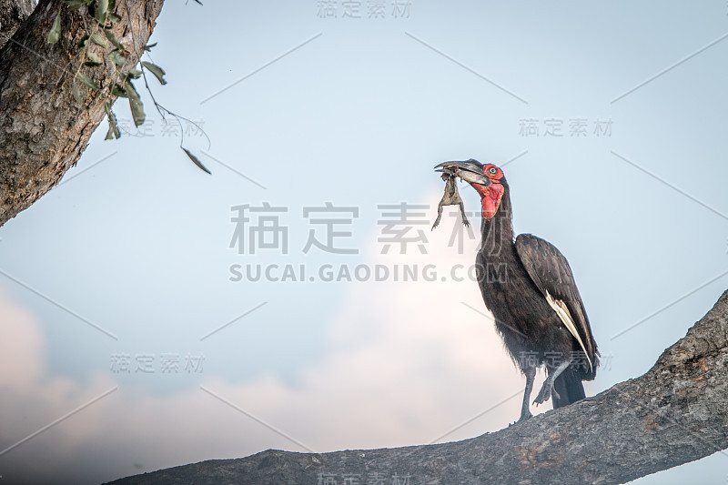 一只南方地犀鸟正在猎杀猎物。