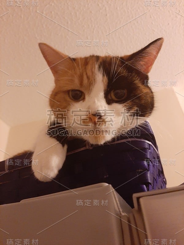 好奇的杂色猫