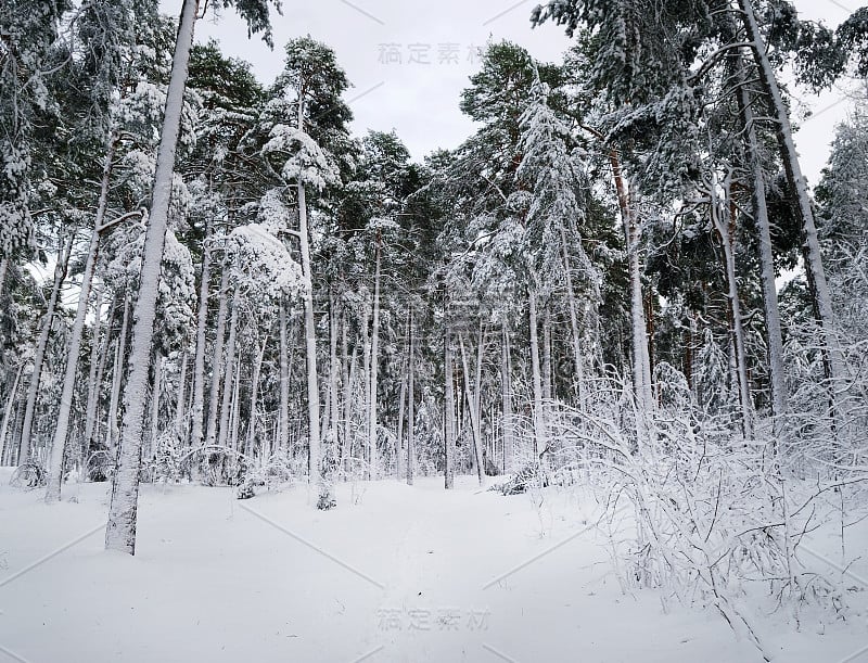 冰雪覆盖的森林和乡村地区的冬季仙境。拉脱维亚