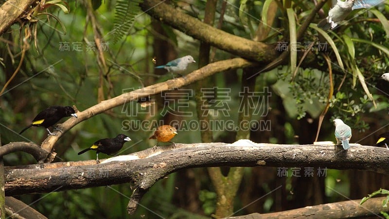 唐纳雀栖息在一根树枝上