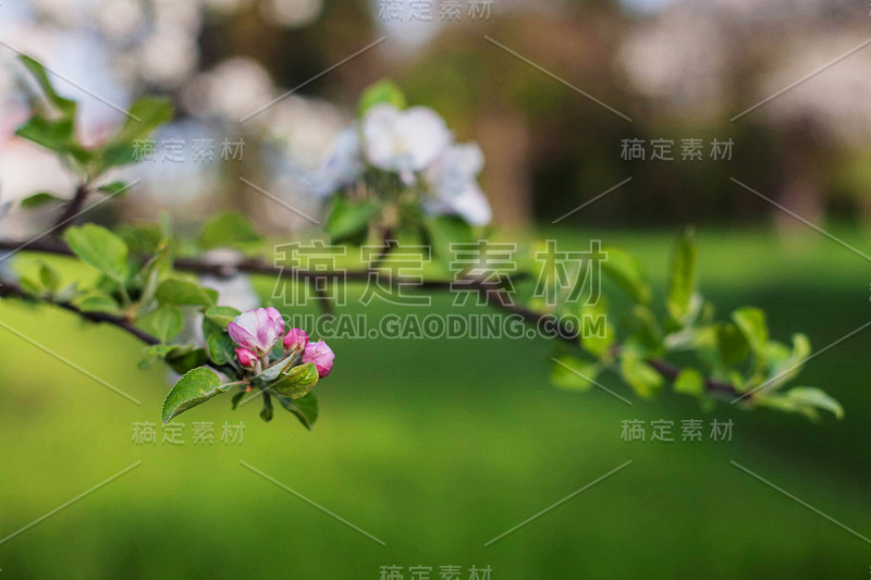 精致的花苹果树。春天和自然的概念。