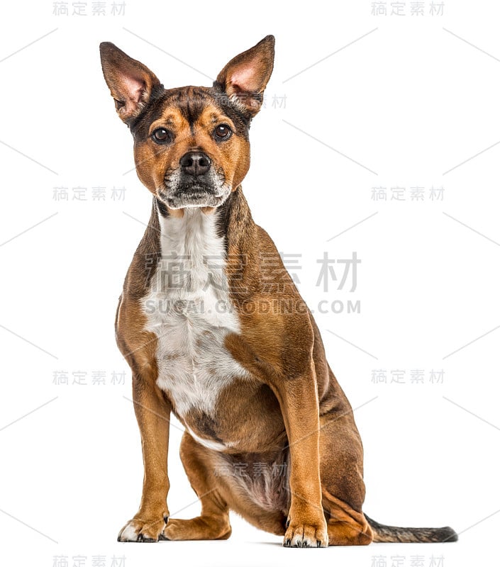 隔离在白色上的杂交犬