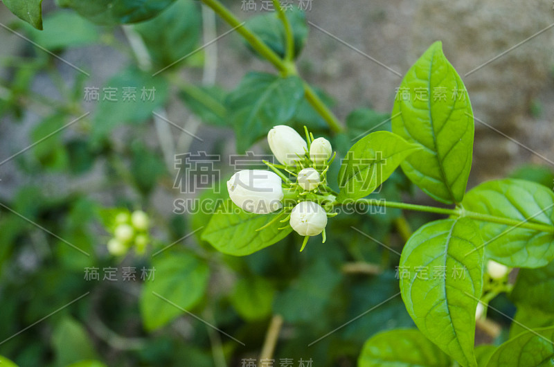 阿拉伯茉莉花，茉莉花茶花