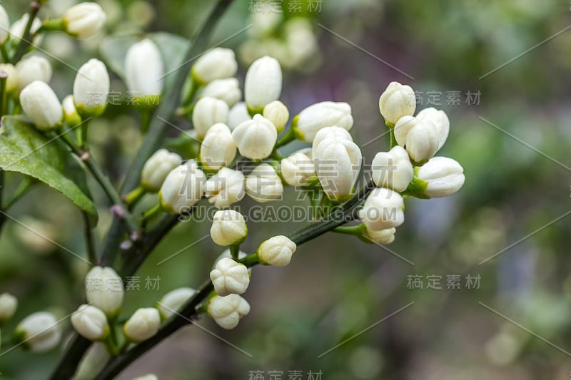 叶子间的橘子树的花。近距离