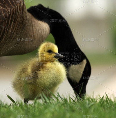 高斯林和妈妈