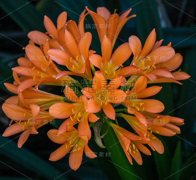 束鲜花