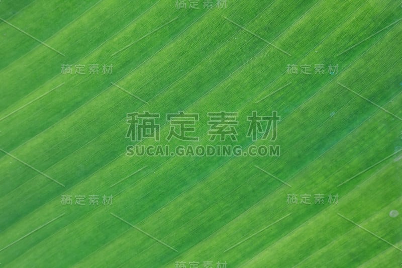 栽培香蕉叶的质地