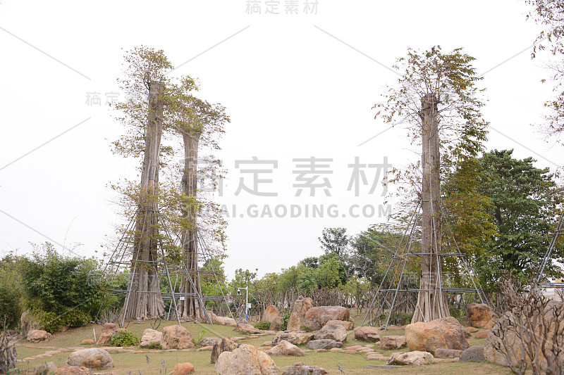 登都湿地公园新栽的大树