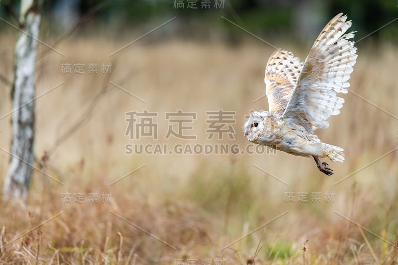 飞行中的小猫头鹰(Tieto Alba)