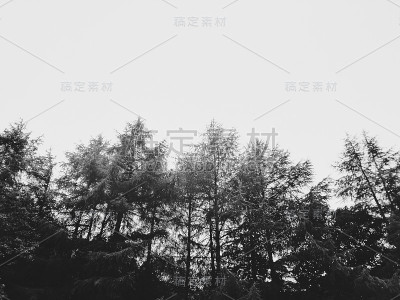 森林