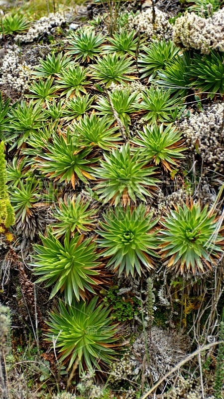 高海拔植物