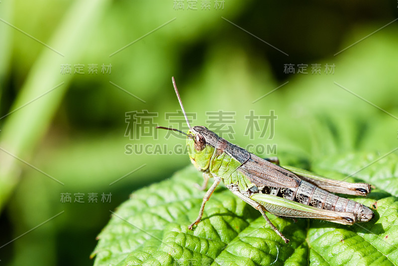 微距拍摄的大绿色蚱蜢