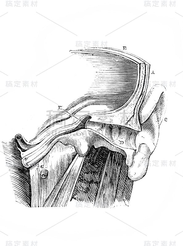 《外科解剖学》中的咽鼓管，作者B. Anger, 1869年，巴黎