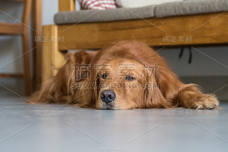 金毛猎犬，室内射击