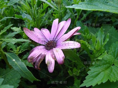 鲜花盛开
