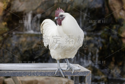 谷仓里的白鸡或公鸡。