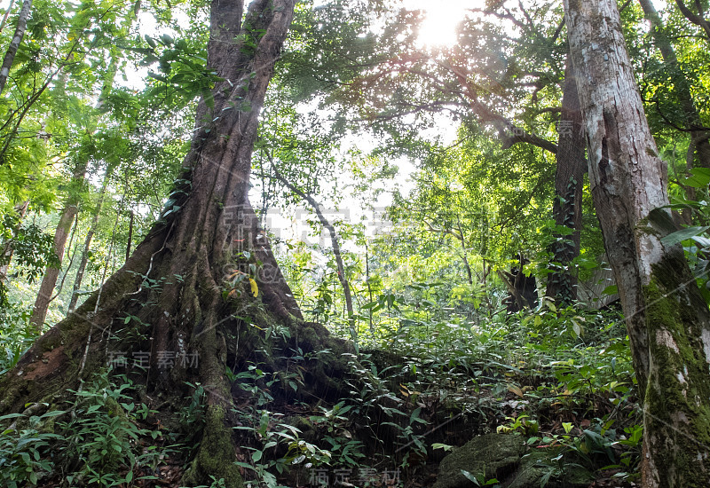 夏季的森林树木，有根和阳光的大树透视在丛林探险旅行。自然风景的背景