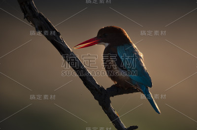 白色襟翠鸟
