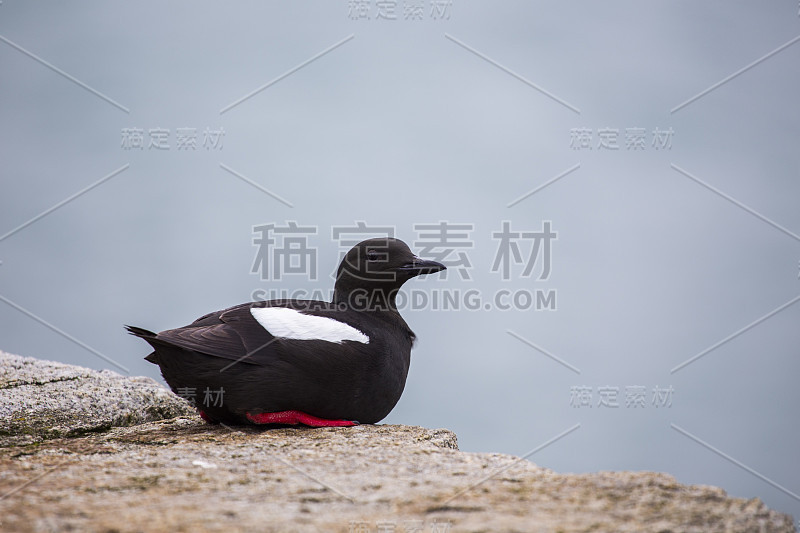 黑吉勒莫特 （塞普胡斯 · 格里勒）