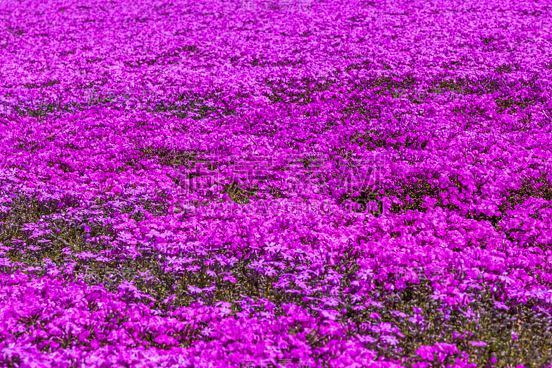 红紫苔夹竹桃花